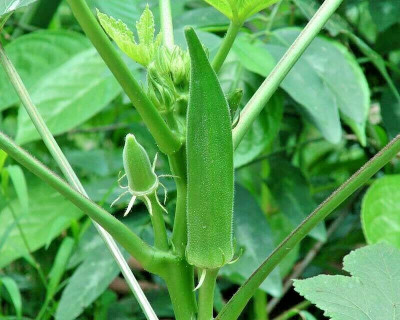 Farmonix Z1094_W_OKRA SEEDS - Abelmoschus esculentus Seed(100 per packet)