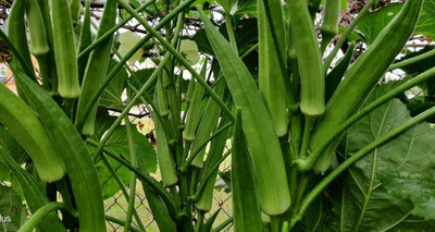 Farmonix Z697_X_Ladies Finger/Bhindi/Okra Seeds Seed(80 per packet)