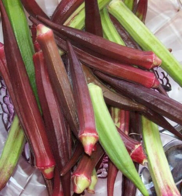 KLARKEE Z2992_N_RED BURGUNDY OKRA SEEDS Seed(500 per packet)