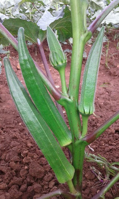 Farmonix Z554_L_OKRA 3600H F1 HYBRID Seed(80 per packet)