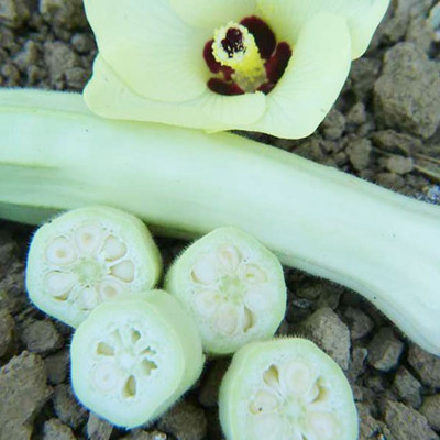 Farmonix Z1161_J_Silver Queen Okra Seeds Seed(150 per packet)