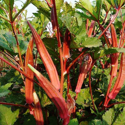 Farmonix Z576_R_Burgundy Red Okra Seeds Seed(80 per packet)