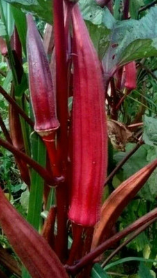 Farmonix Z1453_R_RED BURGUNDY OKRA SEEDS Seed(150 per packet)