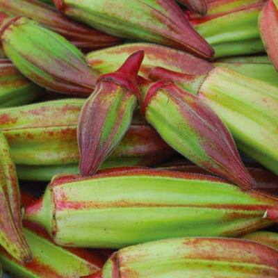 Farmonix Z402_G_Okra, Hill Country Red Seeds Seed(80 per packet)