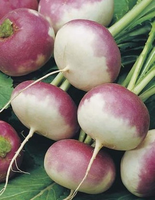 Paudha Turnip Shaljam Seed(10 per packet)