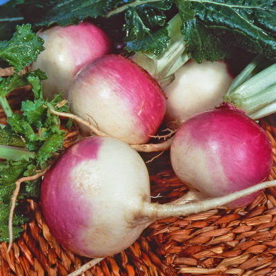 Paudha Turnip Shaljam Seed(60 per packet)