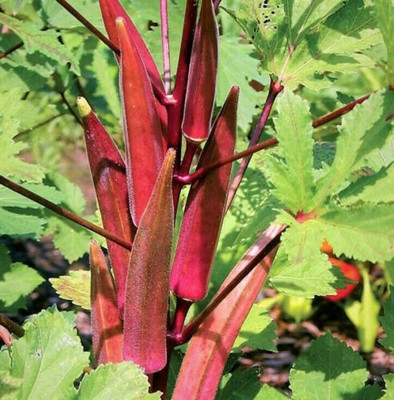 Farmonix Z3354_M_Burgundy Red Okra Seeds | Clemson Spineless Seed(1000 per packet)