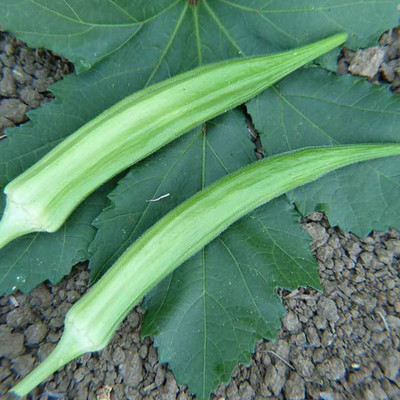 Farmonix Z13_D_Cow's Horn Okra Seeds Seed(50 per packet)