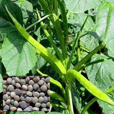 SM Exports Cluster Beans vegetable seeds 18 seeds per pack. Seed(18 per packet)