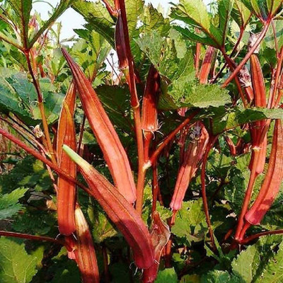 Farmonix Z602_V_Seeds Okra Jing Orange Seed(80 per packet)