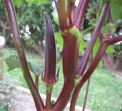 Farmonix Z1505_R_Red Burgundy Okra Seeds Seed(150 per packet)