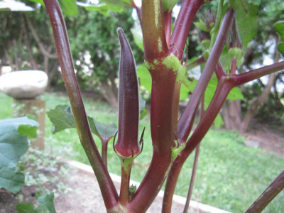 Farmonix Z1860_D_Burgundy Okra Seeds Seed(200 per packet)