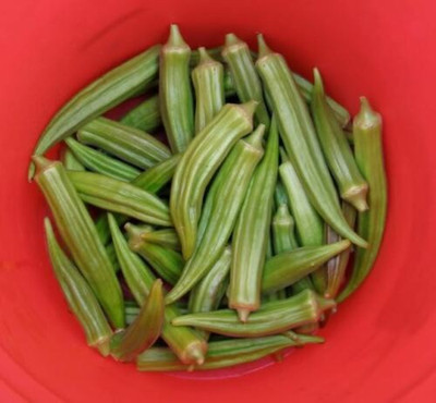 Farmonix Z331_L_EMERALD GREEN VELVET OKRA SEEDS Seed(50 per packet)