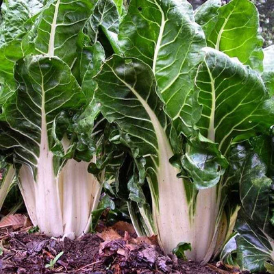 XOLDA Swiss chard white Vegetable Seed(30 per packet)
