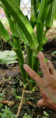 Farmonix Okra Seeds Seed(80 per packet)
