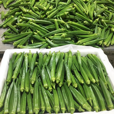 Farmonix Z862_V_Okra Lady Finger /Green Okra Seeds Seed(100 per packet)
