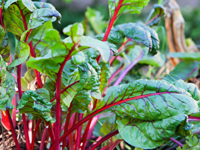 Paudha Swiss Chard Red Seed(25 per packet)