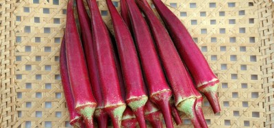 KLARKEE Z1109_J_Red Burgundy Okra Seed(100 per packet)