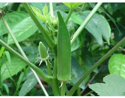 Farmonix Z416_Q_Okra Seed Clemson Spineless Seed(80 per packet)