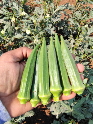 Farmonix Z664_D_Ladies Finger/Bhindi/Okra Seeds Seed(80 per packet)