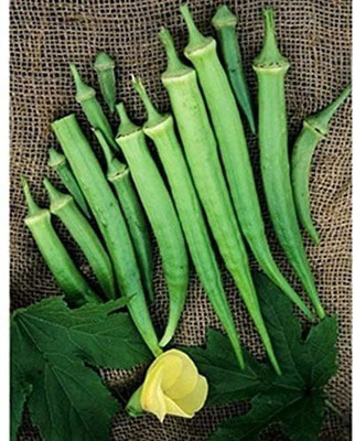 KLARKEE Z2128_T_Dwarf-Stalk Long Green Okra Seed(250 per packet)