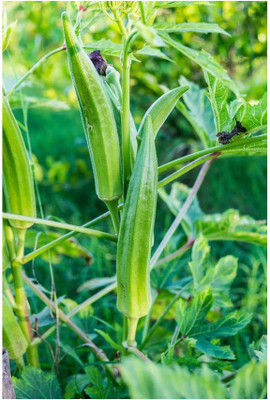 Corofitam Z2841_Z_Ladies Finger/Bhindi/Okra Seeds Seed(500 per packet)