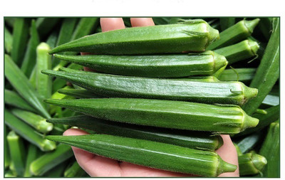 Farmonix Z2833_N_Ladies Finger/Bhindi/Okra Seeds Seed(500 per packet)