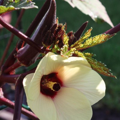 KLARKEE Z1503_Y_Red Burgundy Okra Seeds Seed(150 per packet)