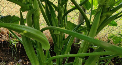Farmonix Z2972_I_Ladies Finger/Bhindi/Okra Seeds Seed(500 per packet)