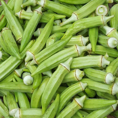 Farmonix Z832_Q_Ladies Finger/Bhindi/Okra Seeds Seed(100 per packet)