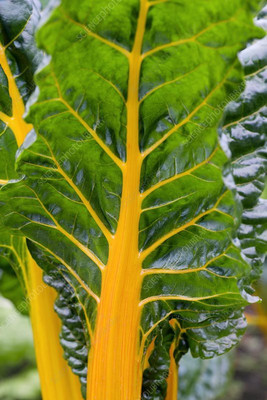 Paudha Swiss Chard Yellow Seed(60 per packet)