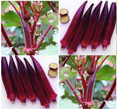 GREENIFY Burgundy Red Okra Seeds Seed(500 per packet)