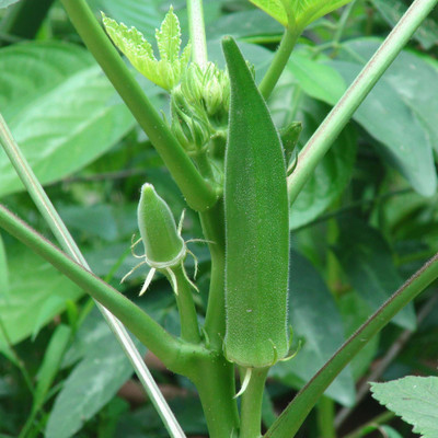 KLARKEE Z1400_T_Ladyfinger (Okra) Seeds Seed(150 per packet)