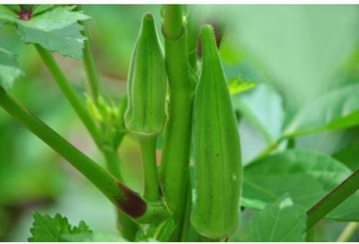 Farmonix Z1146_W_Okra Lady Finger /Green Okra Seeds Seed(150 per packet)