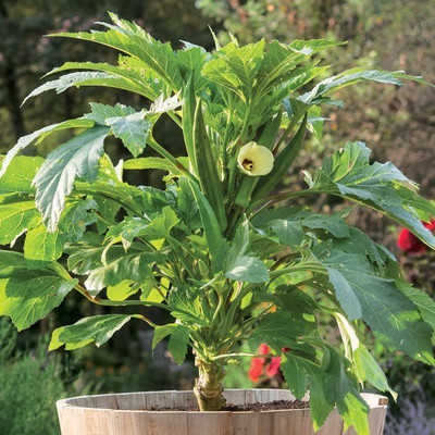KLARKEE Z1900_N_Clemson Spineless Okra Seeds - Gold Vault Jumbo Bulk Seed Seed(250 per packet)