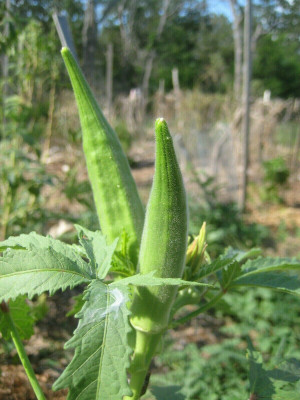 Farmonix Z2210_M_Organically-Grown Long Pod Green Okra Seeds Seed(250 per packet)