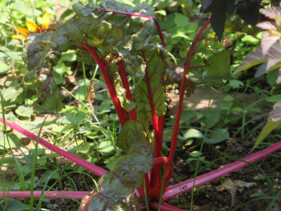 Paudha Swiss Chard Red Seed(25 per packet)