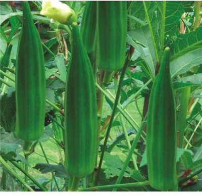 Farmonix Z10_P_Okra Lady Finger /Green Okra Seeds Seed(50 per packet)