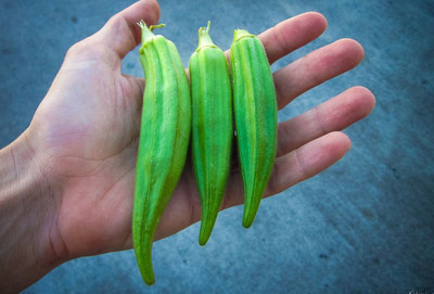 Farmonix Z1127_K_Okra- Clemson's Spineless Seeds Seed(100 per packet)