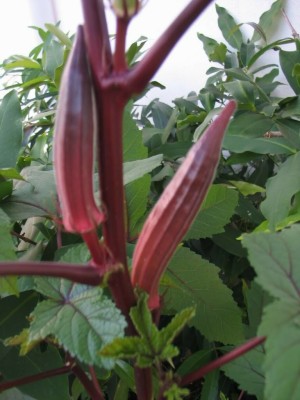 Farmonix Z716_D_RED BURGUNDY OKRA SEEDS Seed(80 per packet)