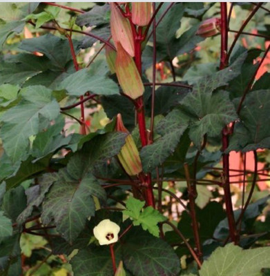 Farmonix Z412_T_Okra Seeds - Hill Country Red Seed(80 per packet)