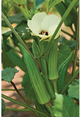 Farmonix Z1184_D_Clemson Spineless Okra Seeds Seed(150 per packet)