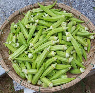 Farmonix Z824_O_Ladies Finger/Bhindi/Okra Seeds Seed(100 per packet)