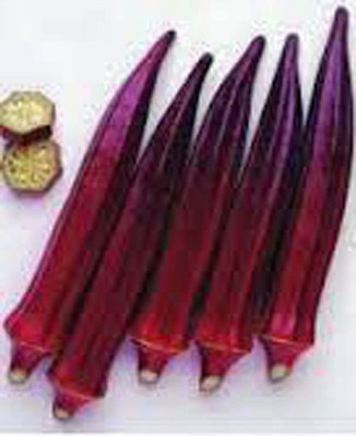 Farmonix Z3270_U_Okra,Red Burgundy Okra Seeds Seed(1000 per packet)
