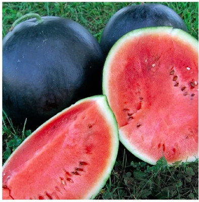 MKR Enterprises Water Melon Seed(360 per packet)