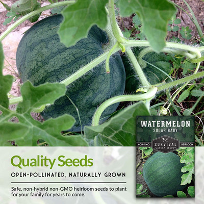 CYBEXIS NBIR-42 - Sugar Baby Watermelon - (150 Seeds) Seed(150 per packet)
