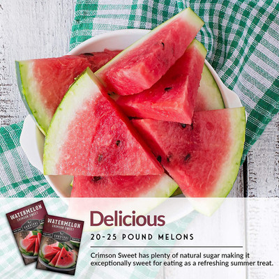 CYBEXIS XL-97 - Crimson Sweet Watermelon - (1350 Seeds) Seed(1350 per packet)