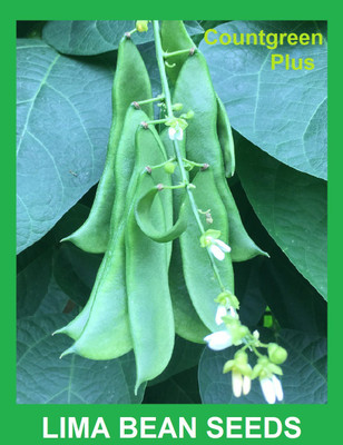 Countgreen Plus Lima Bean (Sem Fali) Vegetable Seed(10 per packet)