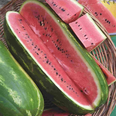 VibeX PAU-79 - Jubilee Sweet Watermelon - (1350 Seeds) Seed(1350 per packet)
