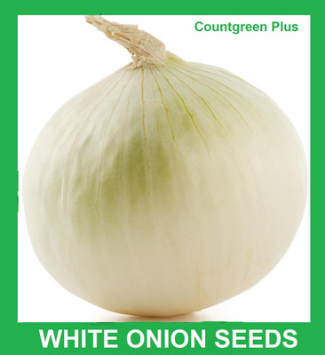 Countgreen Plus Onion White Vegetable Seed(10 per packet)